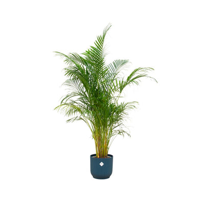 Areca palm - inclusief elho Vibes Fold Round