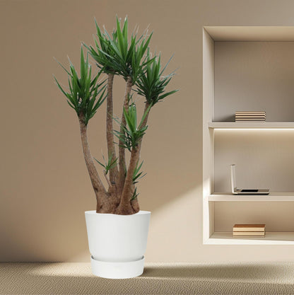 Yucca Elephantipes vertakt