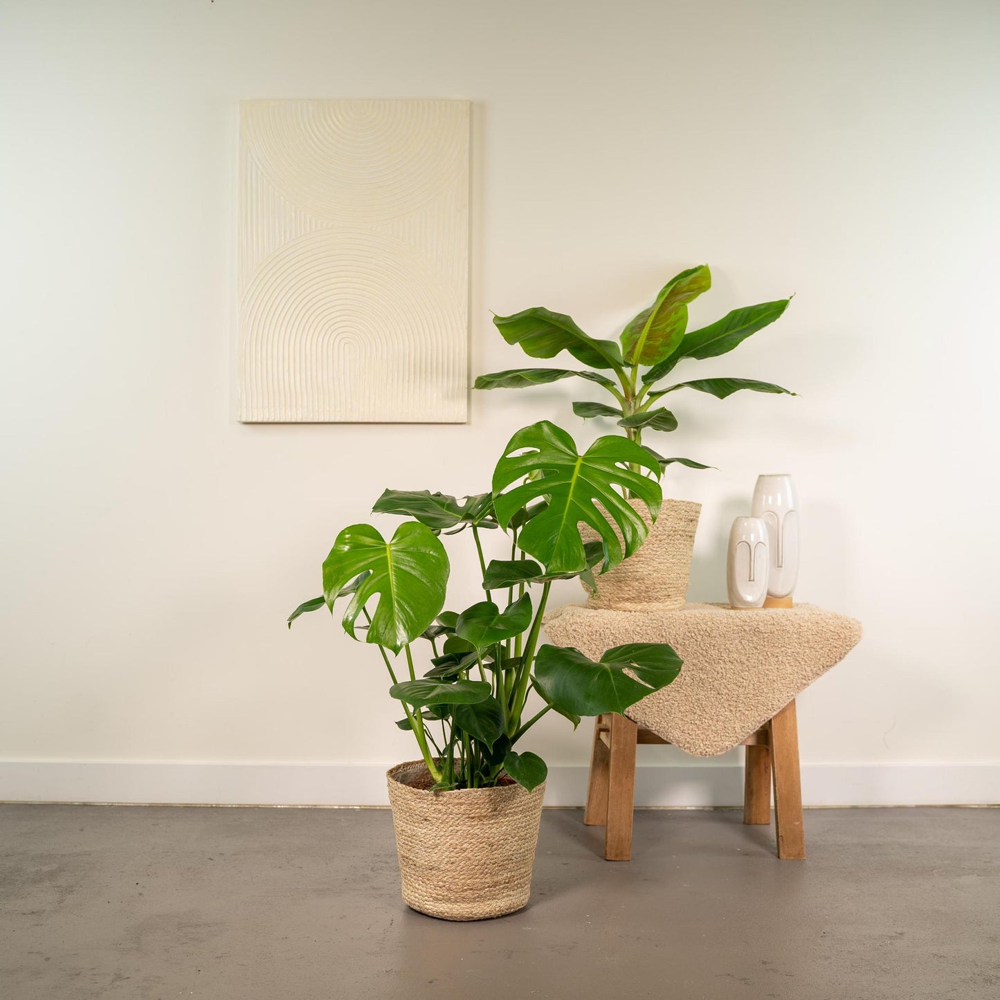 Monstera Deliciosa - Ø21cm - ↕75cm + Musa Dwarf Cavendish - Ø21cm - ↕85cm + Mand Selin