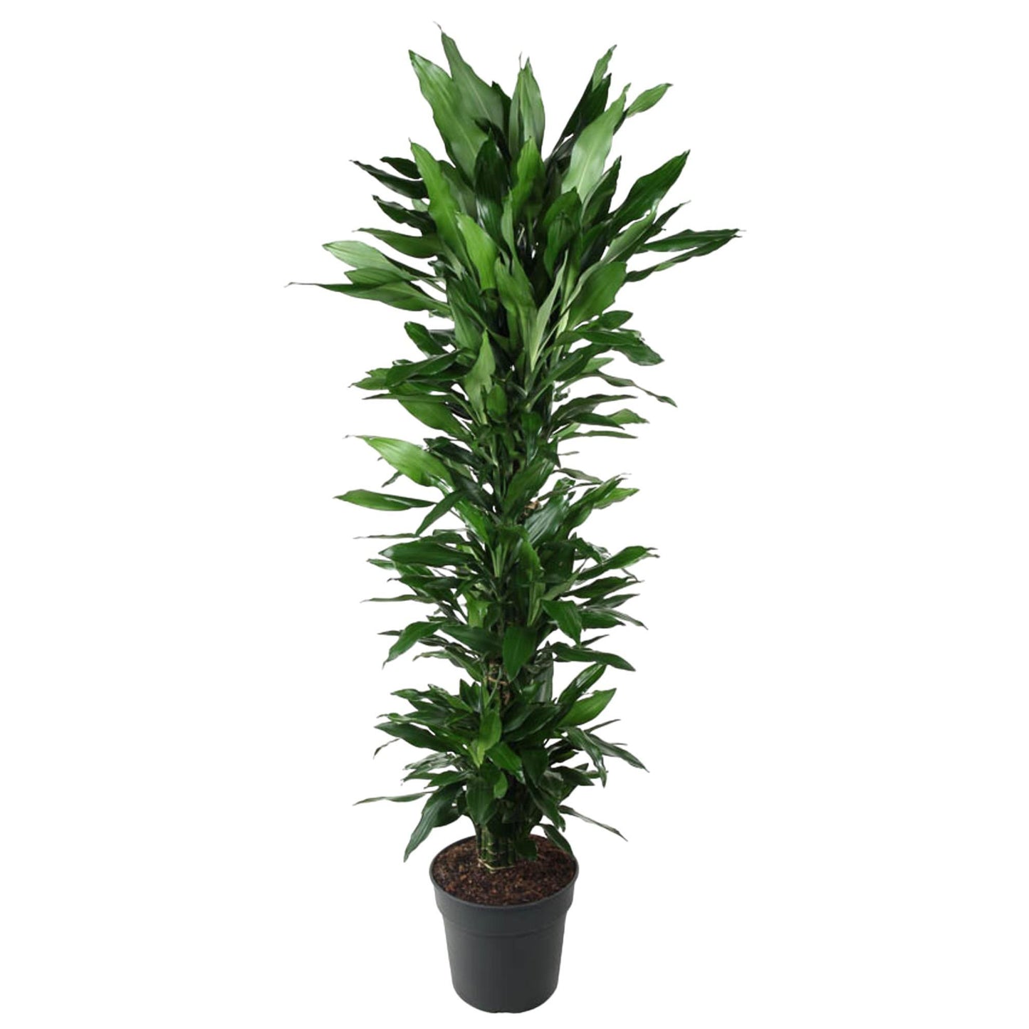 Dracaena Janet Lind