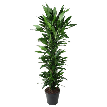 Dracaena Janet Lind