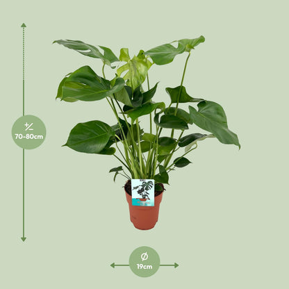 Monstera Deliciosa - Gatenplant - Ø21cm - ↕65cm - Ø19cm - 60cm