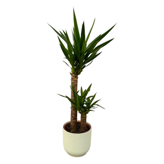 Yucca - ↨100cm - Ø21cm inclusief elho Vibes Fold Round wit D22xH20