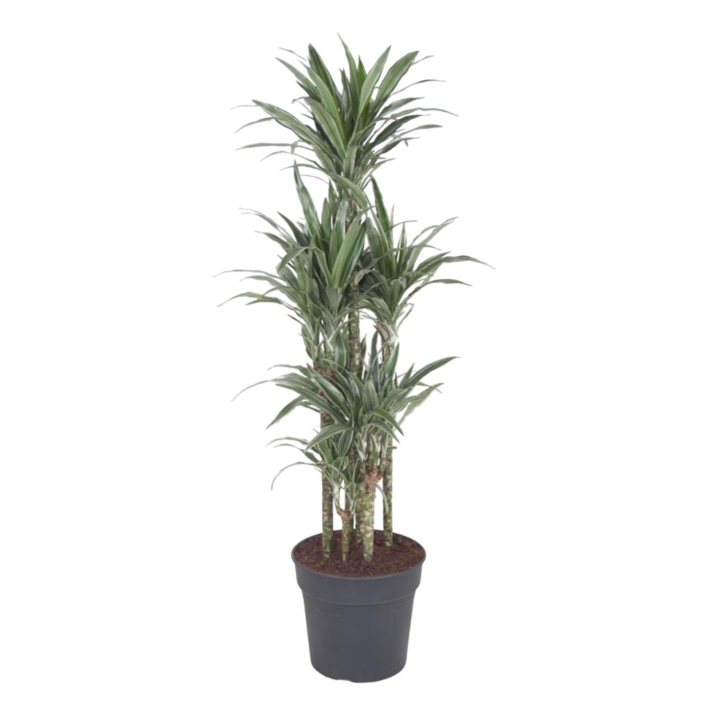 Dracaena Warneckei