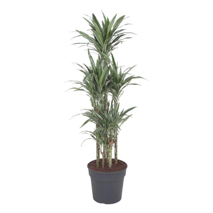 Dracaena Warneckei