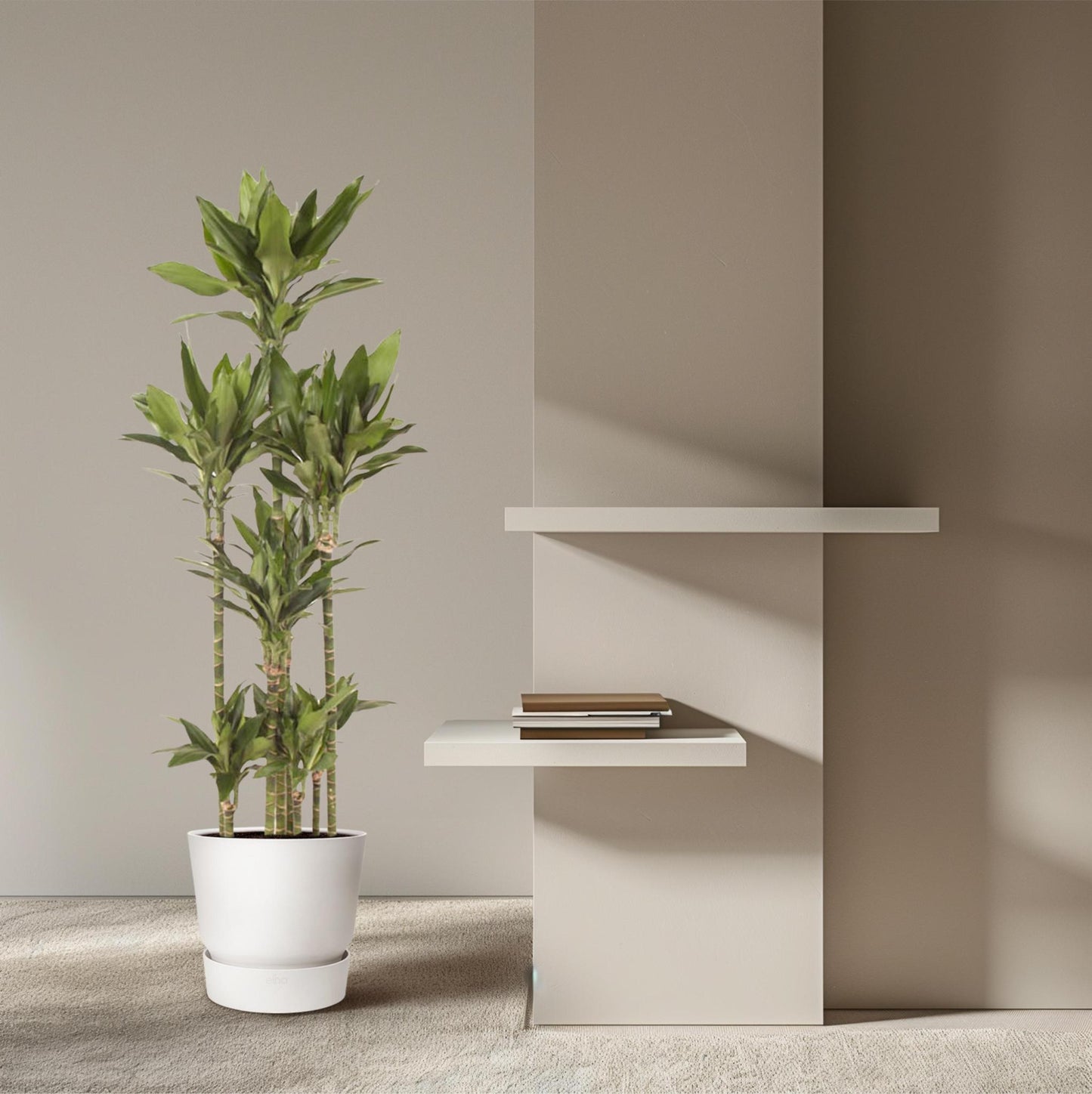 Dracaena Janet Lind