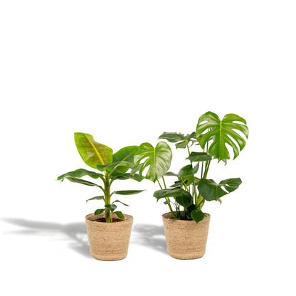 Monstera Deliciosa - Ø21cm - ↕75cm + Musa Dwarf Cavendish - Ø21cm - ↕85cm + Mand Selin