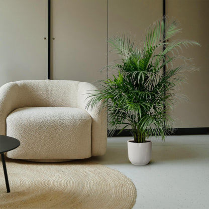 Areca palm (Dypsis Lutescens)