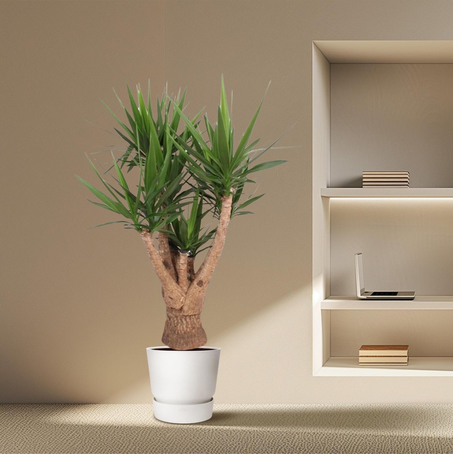 Yucca Elephantipes vertakt