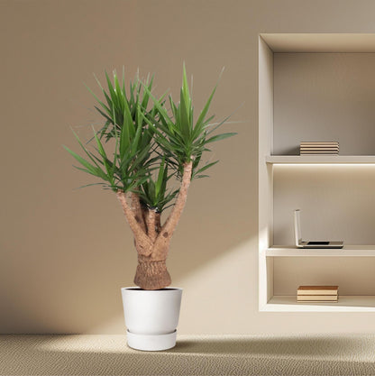 Yucca Elephantipes vertakt