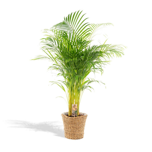 Areca palm met mand