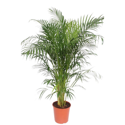 Areca palm (Dypsis Lutescens)