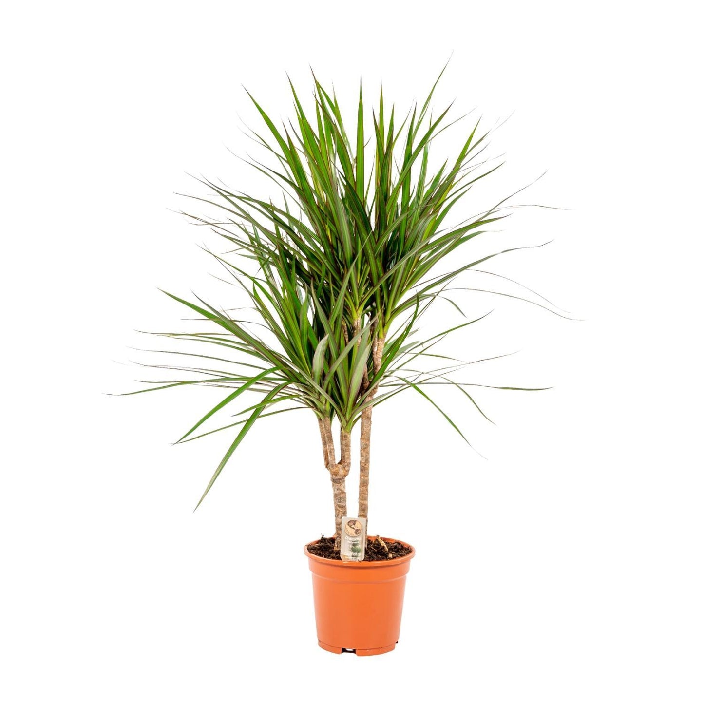 Dracaena Marginata