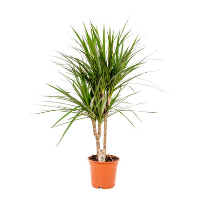 Dracaena Marginata