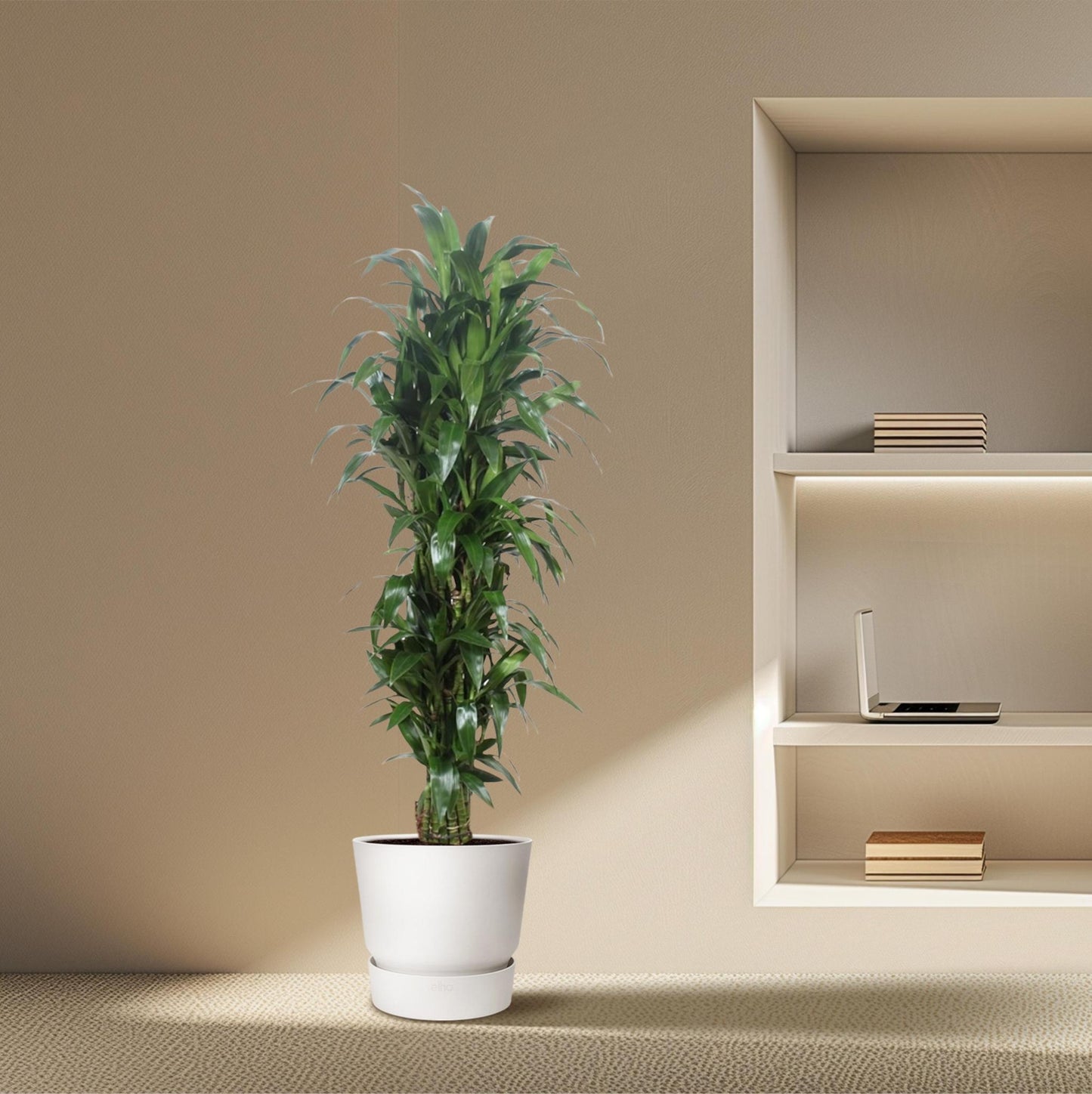 Dracaena Janet Craig