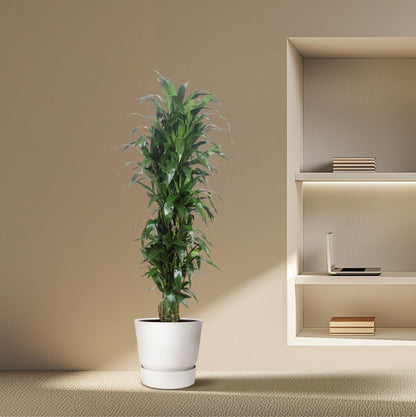 Dracaena Janet Craig