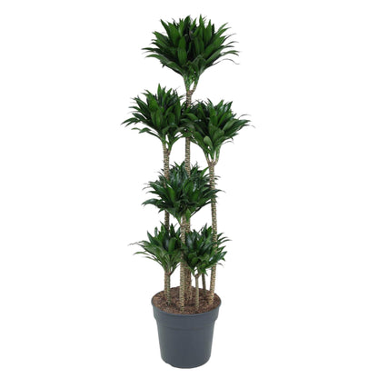 Dracaena Compacta
