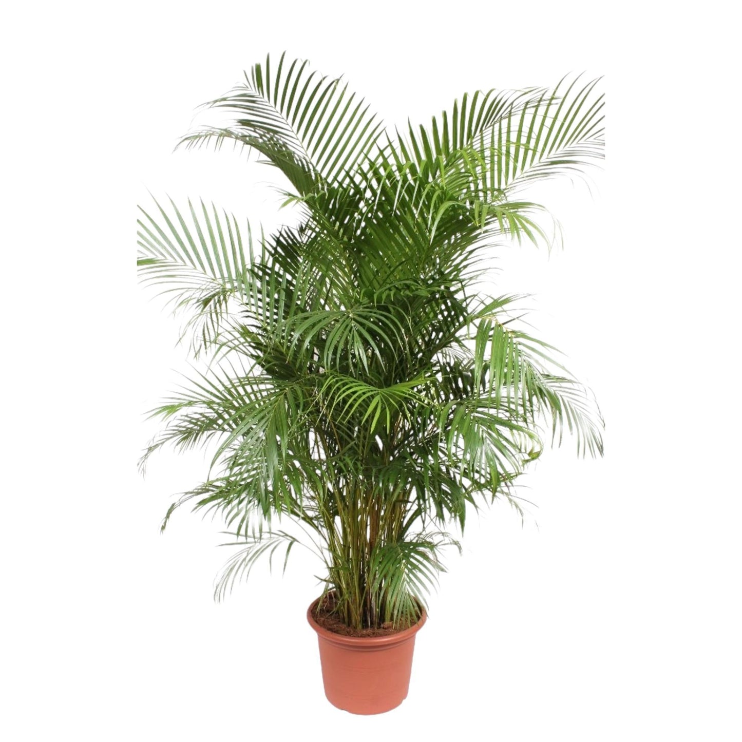 Areca palm (Dypsis Lutescens)