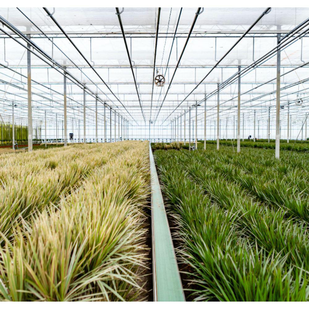 Dracaena Marginata met mand - ↨120cm - Ø21cm