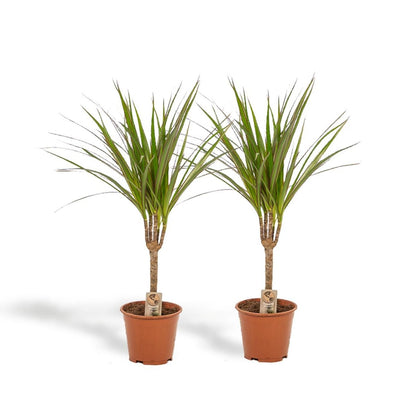 Dracaena Marginata, ook bekend als drakenbloedboom.