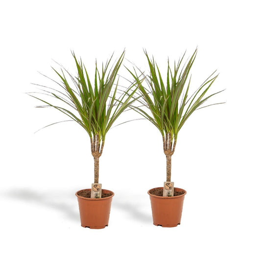 Dracaena Marginata, ook bekend als drakenbloedboom.