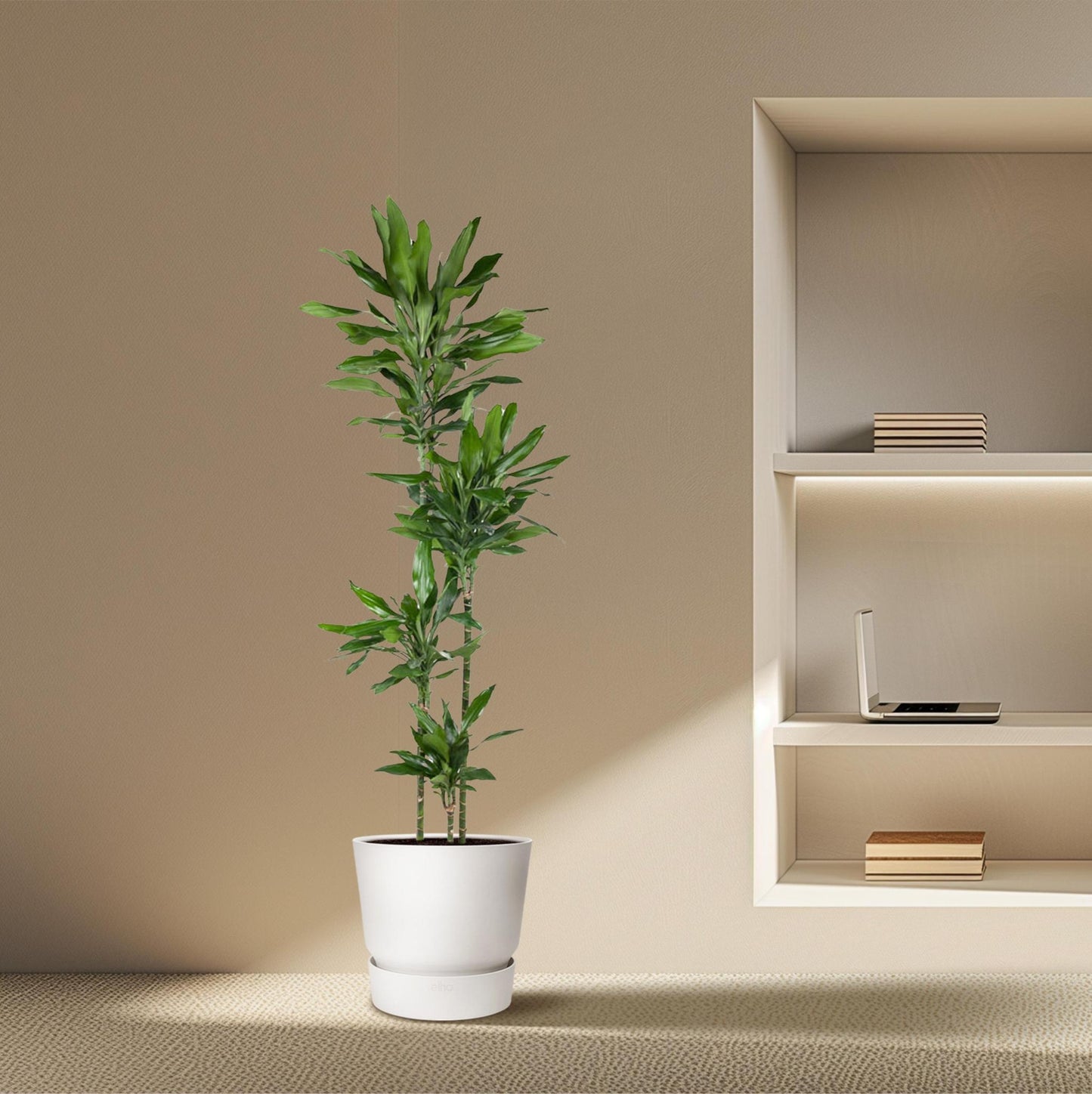 Dracaena Janet Lind