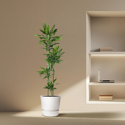 Dracaena Janet Lind