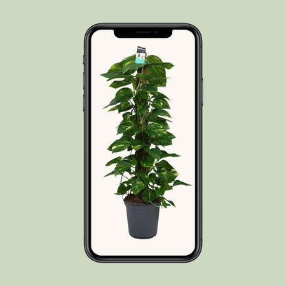 Scindapsus (Epipremnum) - Ø24cm - ↕120cm