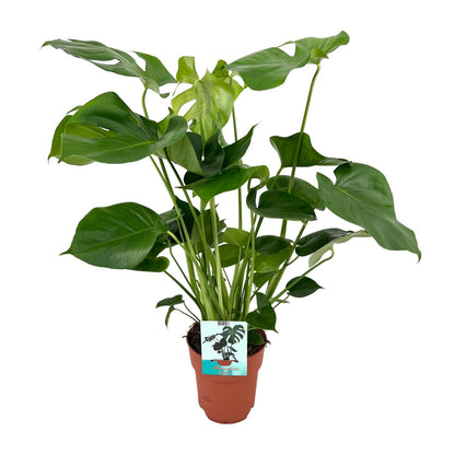 Monstera Deliciosa - Gatenplant - Ø21cm - ↕65cm - Ø19cm - 60cm