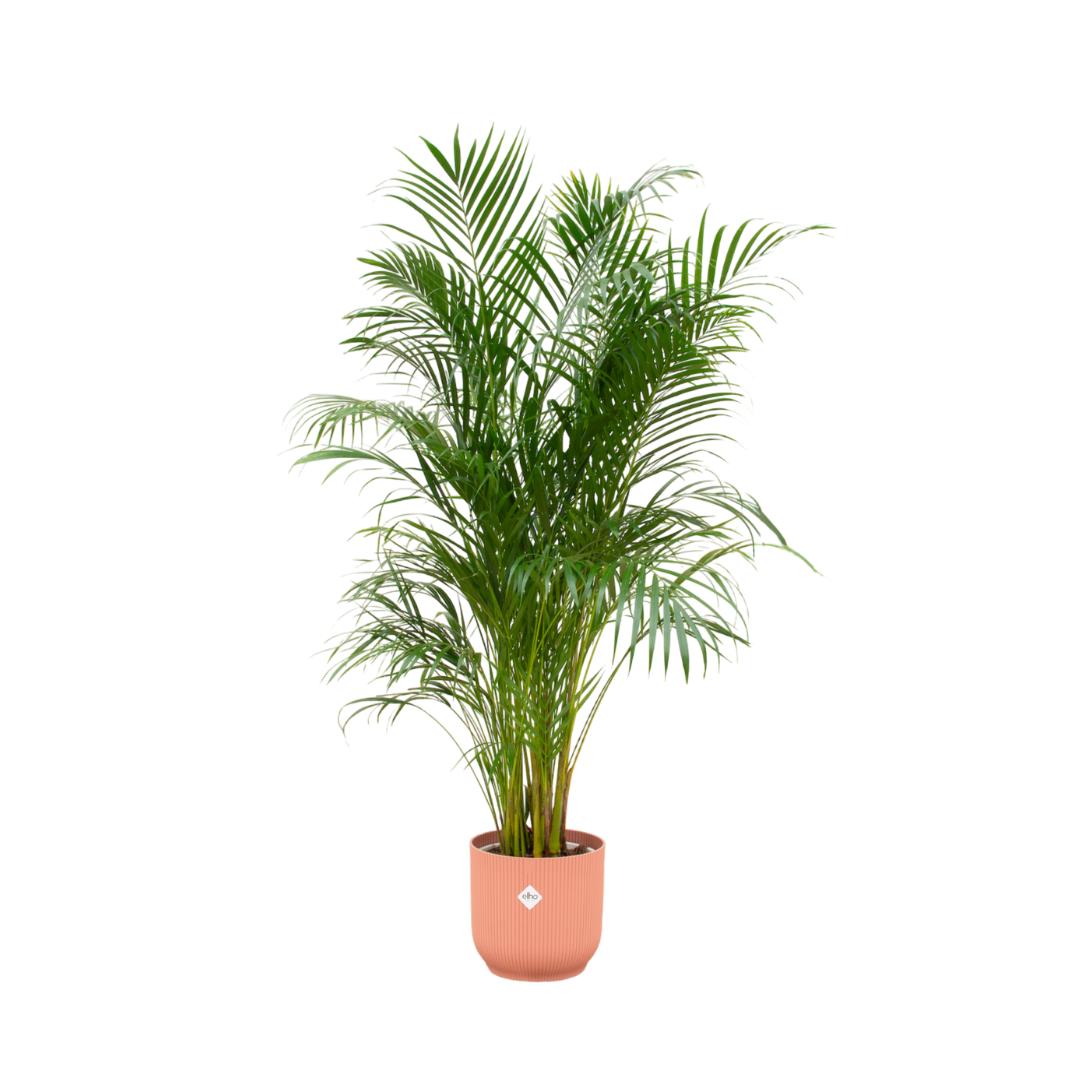 Areca palm - inclusief elho Vibes Fold Round