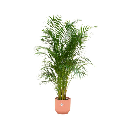 Areca palm - inclusief elho Vibes Fold Round
