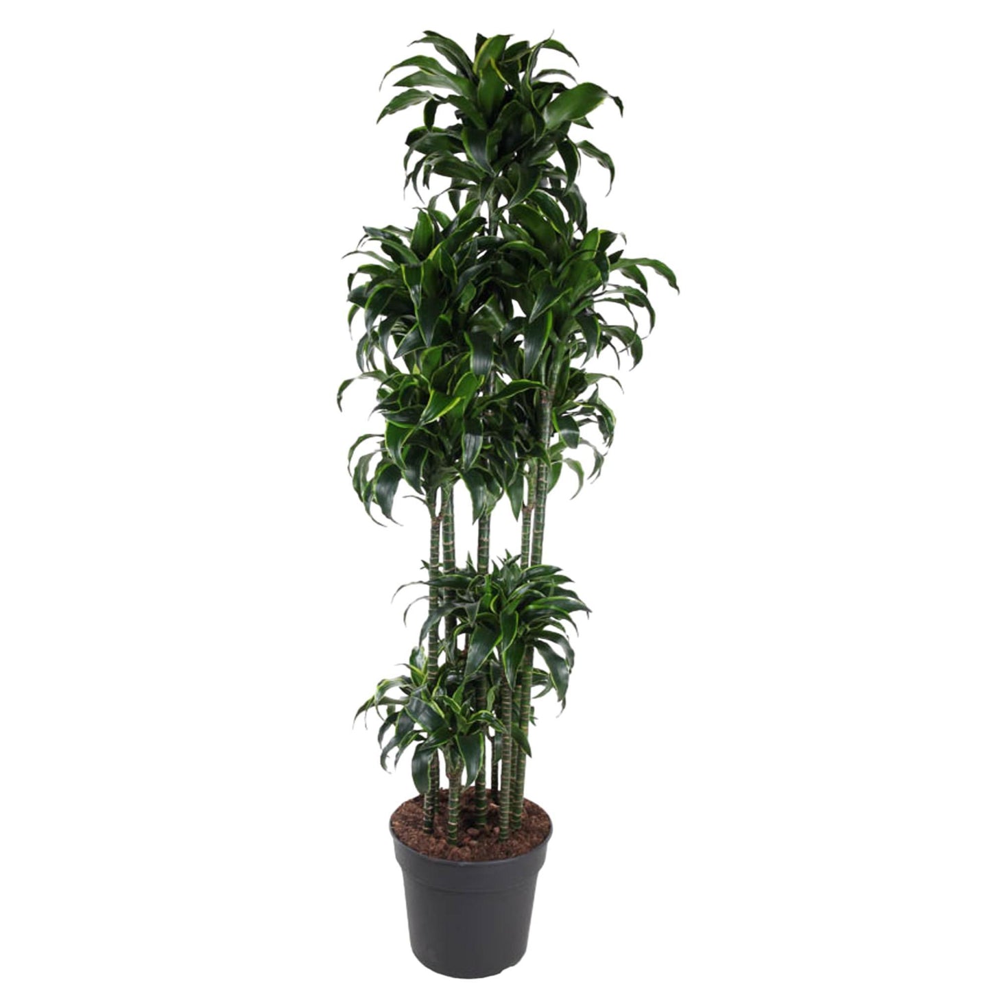 Dracaena Dorado