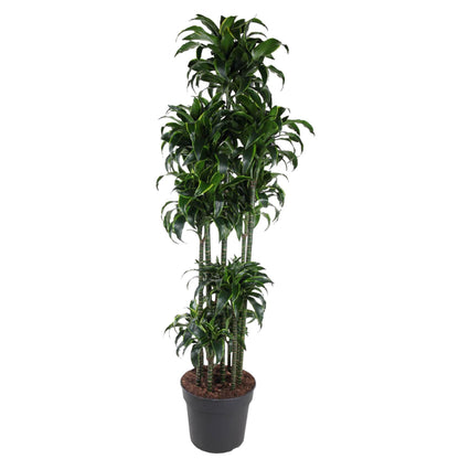 Dracaena Dorado