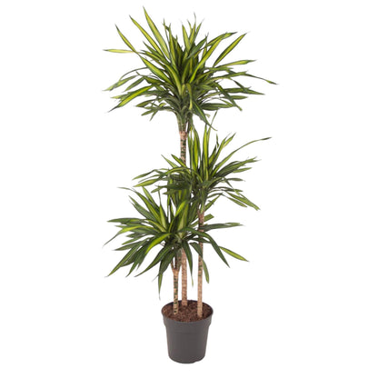 Dracaena Riki