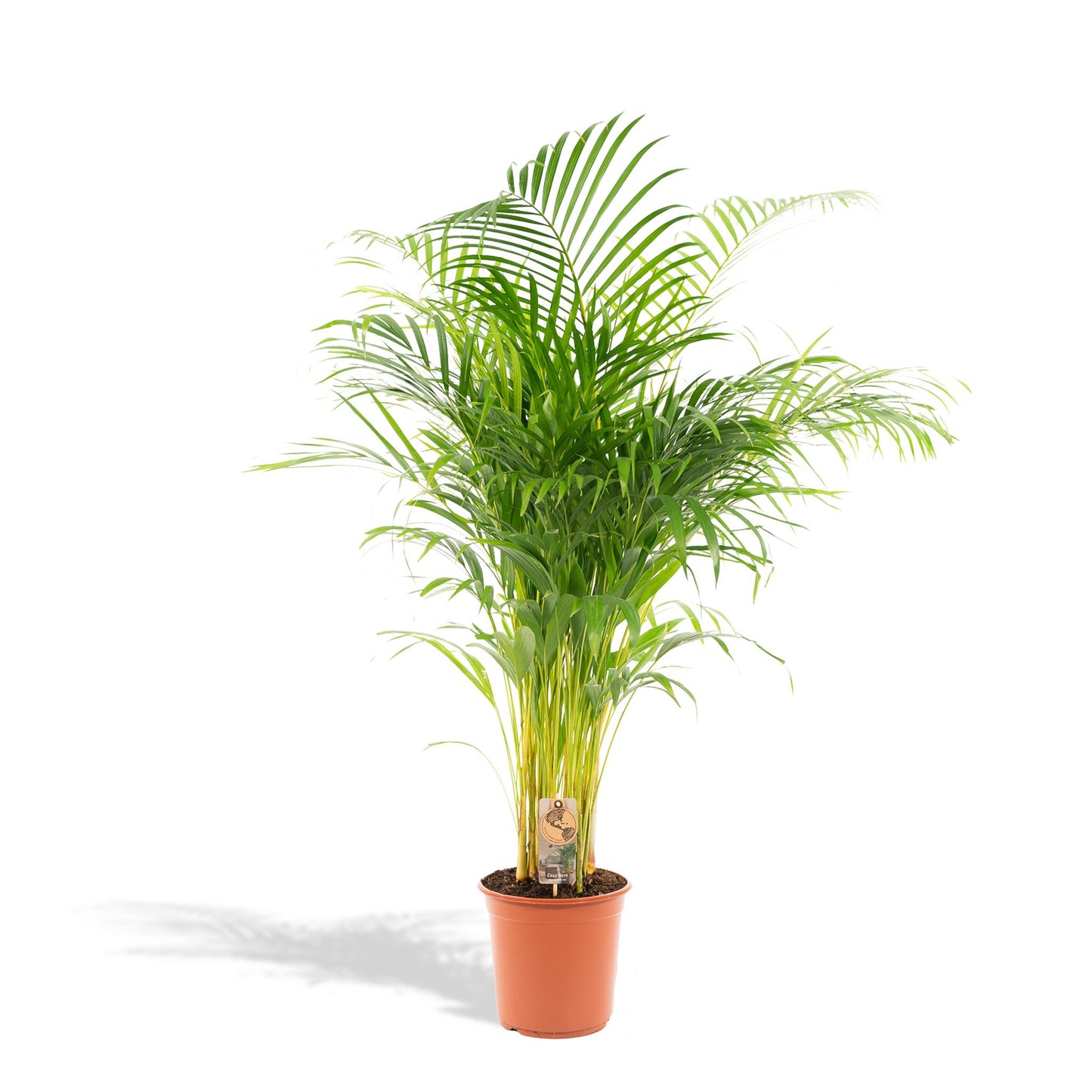 Areca palm (Dypsis Lutescens)