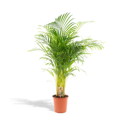 Areca palm (Dypsis Lutescens)