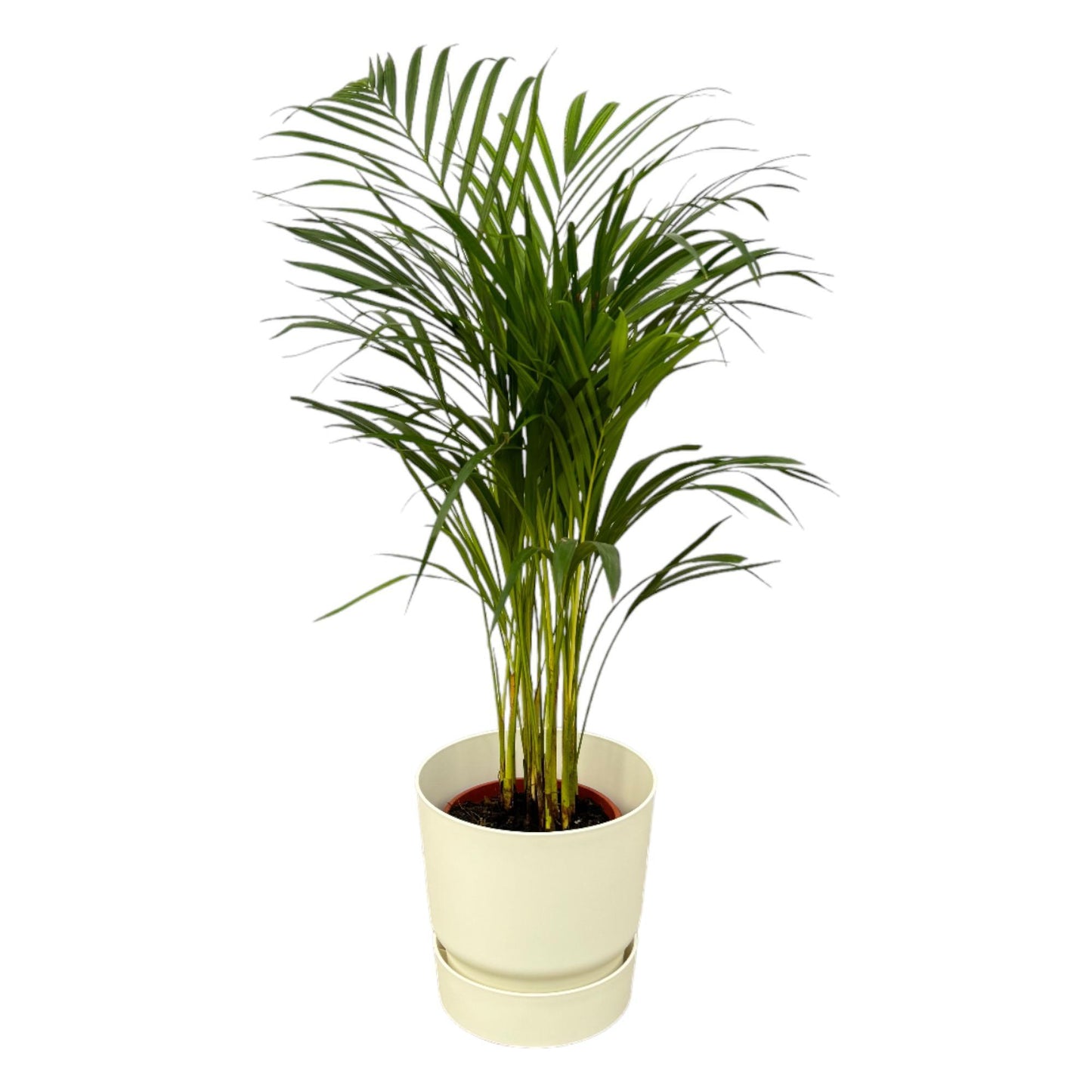 Areca palm - inclusief elho Greenville Round pot
