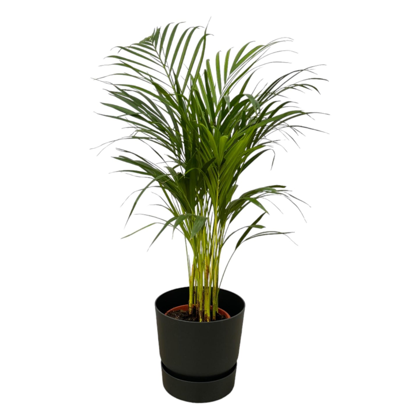 Areca palm - inclusief elho Greenville Round pot