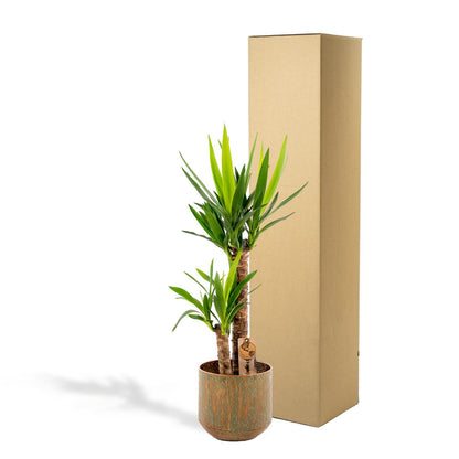 Yucca met pot - ↨100cm - Ø21cm